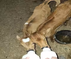 calves