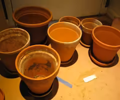 Terracotta Pots