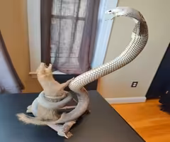 Taxidermy Fighting Cobra and Mongoose, fairly rare