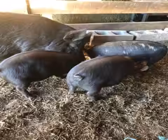 Kune Kune Pigs
