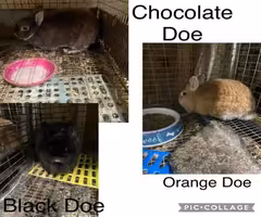 rabbits- female netherland dwarfs